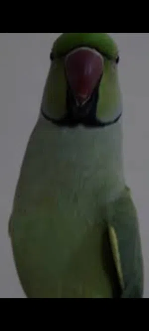 بغبغاء أنثى وذكر