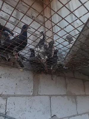 Pigeons3