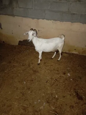 شاه  صلاله