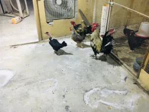 دجاجات للبيع