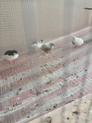 Button Quail