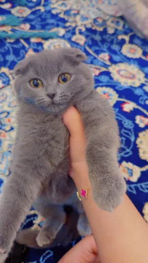 قطه سكوتش فولد انثى العمر 3 اشهر