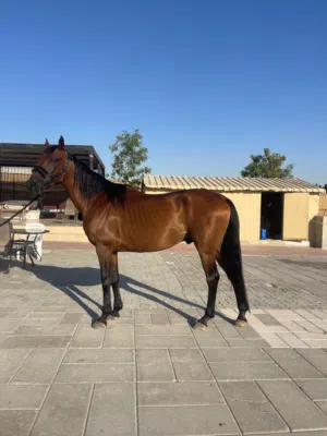 خيل عربي أصيل للبيع