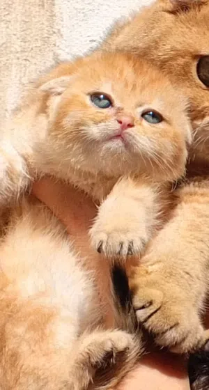 قطط سكوتش فولد