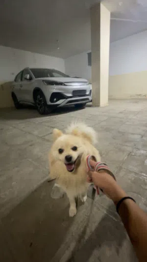 كلب بوميريان