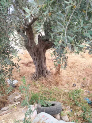 شجر زيتون رومي