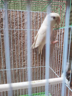 للبيع ذكر لافبيرد البينو عيون حمرة مفحوص  صحة و نظافة