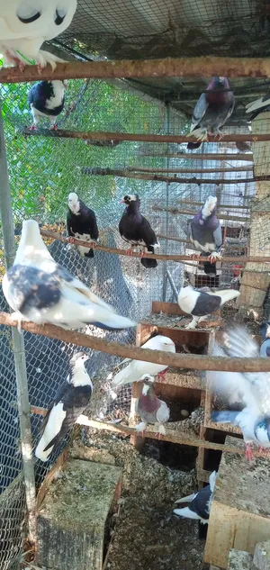 Pigeons2