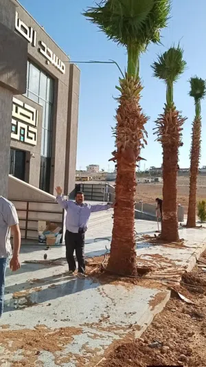 نخل زينة ونخل مثمر جميع الارتفاعات وبأسعار ممتازة جداااا وخدمة التوصيل والزراعة