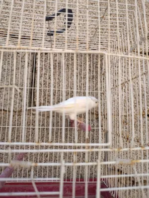لا قوة الى بالله دكر كناري نشاط وزوز اناثي كناري للبيع جمله
