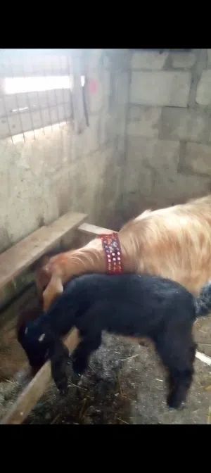 عنزة وراها بنتها قطعه