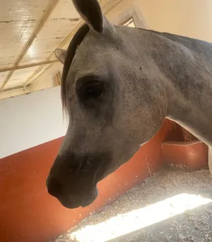 ‏خيل‏3