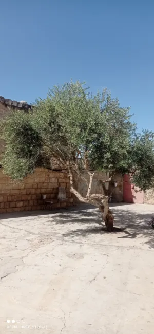 نصر حسن يوسف محمود 