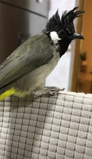 مطلوب بلبل هملايا وحشي