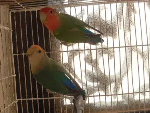 كوبيه روز بسعر رمزي البيع مستعجل