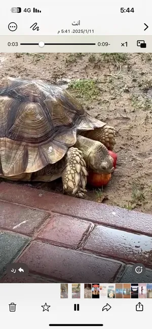Turtles2