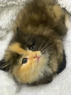 قطط للبيع الوان مميزه