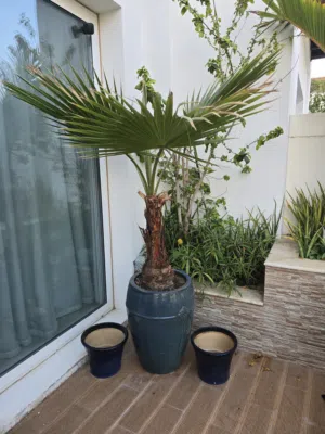 2 big  empty tree pots and one big palm tree in pot Material: Ceramic (glazed terracotta
