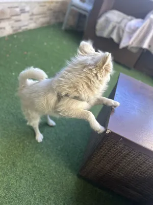 Maltese3