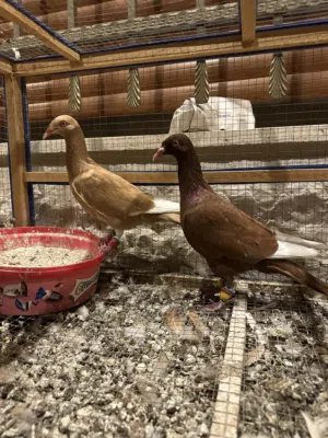 مكابي اصفر و احمر للبيع شغالات 100٪ صحه و نظافه