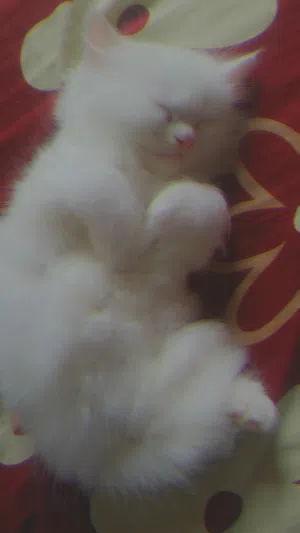 قطط شيرازي للبيع والتبنيي