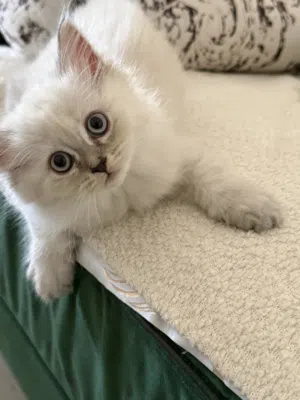 Cute kittens for sale Himalaya ragdoll