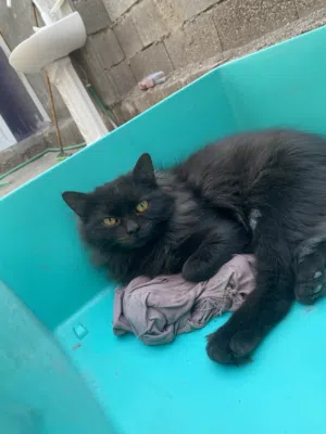 بزونه شيرازي جميله ونضيفه وسطاني