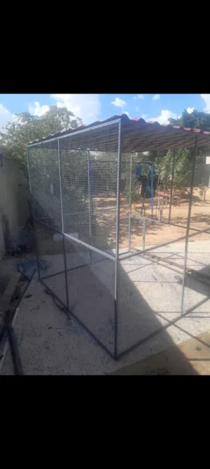 سزنة طيور حاجة منظمة وقوية