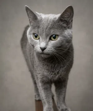 British cat female pure for 80kd