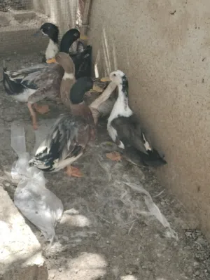 بط عماني للبيع