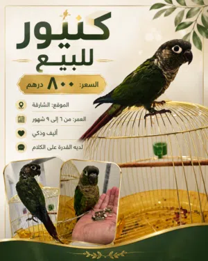 كنيور   في الشارقة