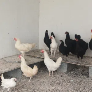 للبيع دجاج عماني اللون أسود ملكي وأبيض فاخر العدد كامل 12 مع الديك  السعر 4 ريال للواحد البيع جملة