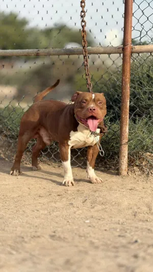 American bully
