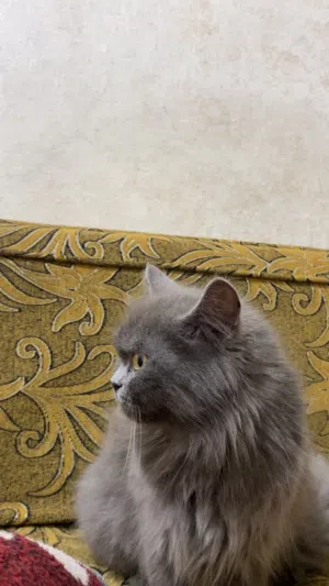 قطة باللون الرمادي