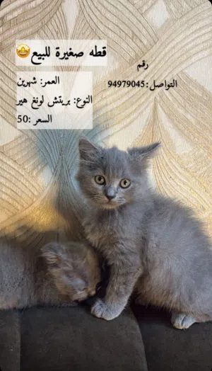 بس الجاد يتواصل