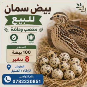 بيض فري (سمان) مخصب ومائدة