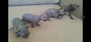Blue High Quality Sphynx