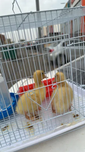 بطتين بكيني عمر اسبوعين