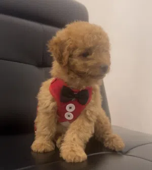 بودل ذكر بني عمر 3 أشهر