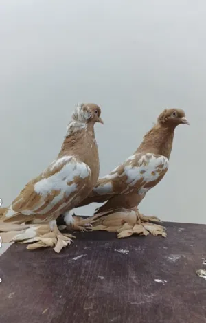 مطلوب حمام زينه مثل الي بالصورة