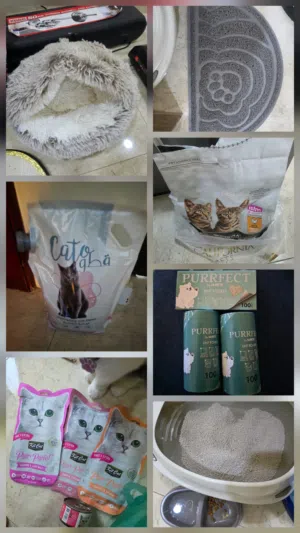 for sale cat items -  للبيع مستلزمات للقطط