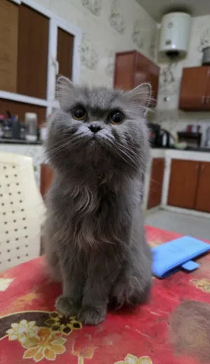 سكوتش انثى هاديه ولعوبه / وسعر قابل