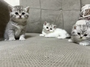 قطط صغيرة و لعوبة و جميلة جدا beautiful and cute little kitten