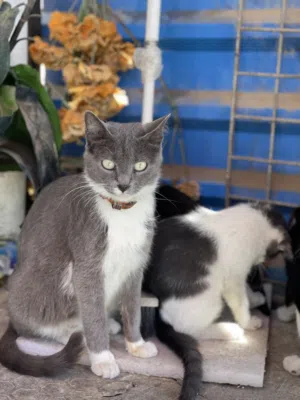 صاله منزليه لليجار يعني دور من فيلاه مش محل