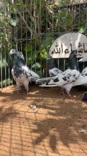 حمام باكستاني 128و زوج حسيناه