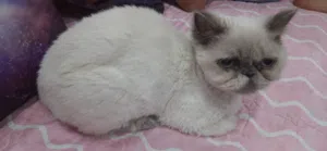 قطه للتبني