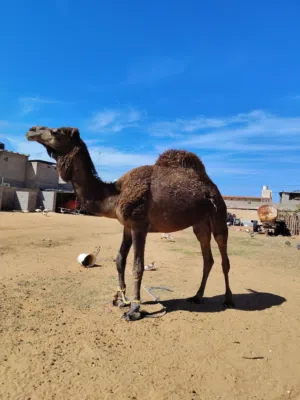 جمل وطني تبارك الله