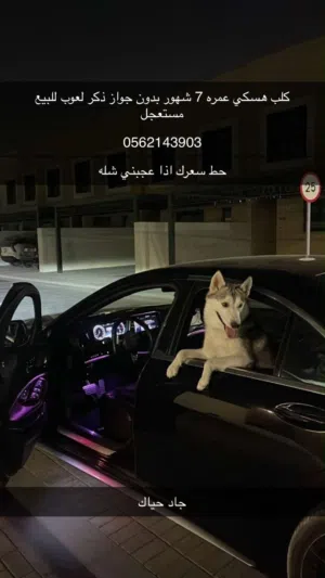 كلب هسكي فل شارقه