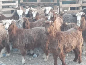 هوش من حلال بني سعيد وحده تحتها جدي ماشاء الله تبارك الله حلال نظيف لذبح او تربية