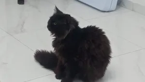 Himalayan0